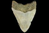 Fossil Megalodon Tooth - North Carolina #109886-2